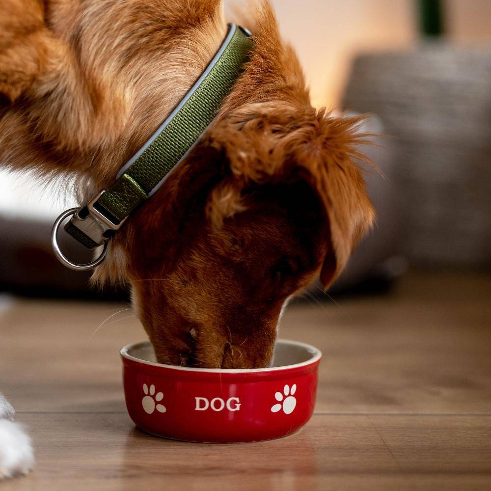 Gamelle en céramique « DOG » rouge/beige 13,5 x 13,5 x 5 cm | Nobby